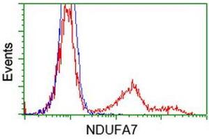 HEK293T cells transfected with either RC200534 overexpress plasmid (Red) or empty vector control plasmid (Blue) were immunostained by anti-NDUFA7 antibody (ABIN2454390), and then analyzed by flow cytometry. (NDUFA7 anticorps)
