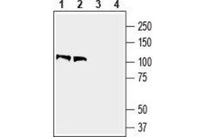 Western blot analysis of mouse brain lysate (lanes 1 and 3) and rat brain membranes (lanes 2 and 4): - 1,2. (Contactin 1 anticorps  (Extracellular, N-Term))