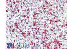 ABIN1781866 (5µg/ml) staining of paraffin embedded Human Spleen.