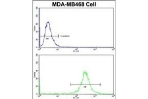Flow cytometric analysis of MDA-M cells using VPS53 Antibody (N-term)(bottom histogram) compared to a negative control cell (top histogram)FITC-conjugated goat-anti-rabbit secondary antibodies were used for the analysis. (VPS53 anticorps  (N-Term))