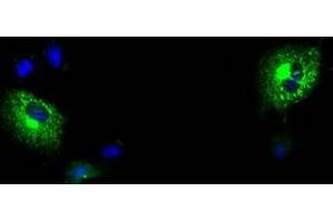 Anti-MPP3 mouse monoclonal antibody (ABIN2453327) immunofluorescent staining of COS7 cells transiently transfected by pCMV6-ENTRY MPP3 (RC208903). (MPP3 anticorps)