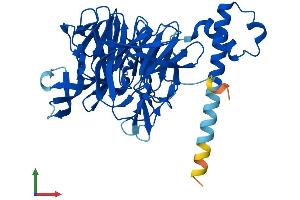 AlphaFold protein structure predicition of Human Recombinant KLHDC1 Protein, UniprotID Q8N7A1