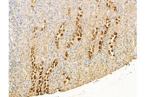 ABIN7094492 and ABIN7098541 at 1/100 staining Rat kidney tissue by IHC-P. (P-Selectin anticorps  (C-Term))