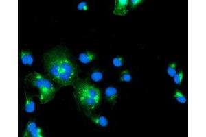 Immunofluorescence (IF) image for anti-Interferon Regulatory Factor 6 (IRF6) antibody (ABIN1498902) (IRF6 anticorps)
