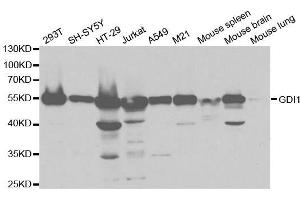 Western blot analysis of extracts of various cell lines, using GDI1 antibody. (GDI1 anticorps  (AA 188-447))