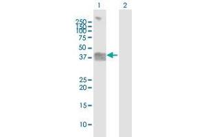 Western Blot analysis of OGN expression in transfected 293T cell line by OGN MaxPab polyclonal antibody. (OGN anticorps  (AA 1-298))