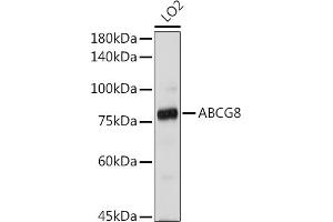 Western blot analysis of extracts of LO2 cells, using  antibody (ABIN3022642, ABIN3022643, ABIN3022644 and ABIN6219013) at 1:1000 dilution.