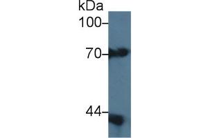 Detection of CAP3 in Mouse Placenta lysate using Polyclonal Antibody to Cytoplasmic Antiproteinase 3 (CAP3)