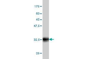 Western Blot detection against Immunogen (33.