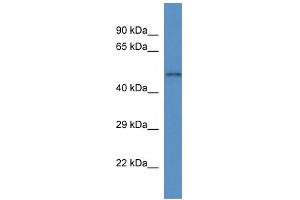 WB Suggested Anti-Slc35f3 Antibody   Titration: 1. (SLC35F3 anticorps  (C-Term))