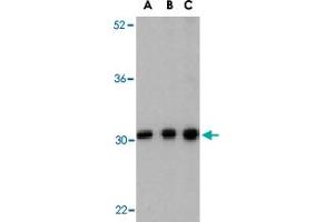 Western blot analysis of BCAP31 in Ramos cell lysate with BCAP31 polyclonal antibody  at (A) 0. (BCAP31 anticorps  (C-Term))