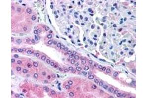 ABIN185439 (5µg/ml) staining of paraffin embedded Human Kidney.