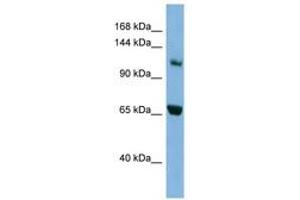 Image no. 1 for anti-Myosin IE (MYO1E) (C-Term) antibody (ABIN6741804)