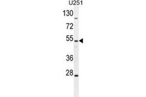 ZIK1 Antibody (Center) western blot analysis in U251 cell line lysates (35 µg/lane). (ZIK1 anticorps  (Middle Region))