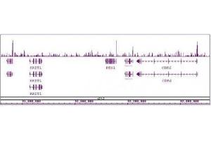 Sox2 antibody (pAb) tested by ChIP-Seq. (SOX2 anticorps  (C-Term))