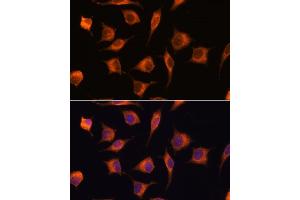 Immunofluorescence analysis of L929 cells using GBAS antibody (ABIN7267391) at dilution of 1:100. (GBAS anticorps  (AA 1-50))