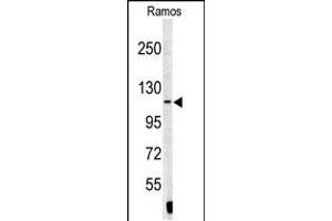 Western blot analysis of XPOT antibody in Ramos cell line lysates (35ug/lane) (XPOT anticorps  (N-Term))