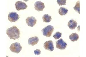 Immunohistochemistry (IHC) image for anti-Beta-secretase 1 (BACE1) (C-Term) antibody (ABIN1030276) (BACE1 anticorps  (C-Term))