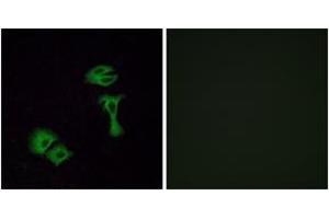 Immunofluorescence analysis of A549 cells, using OR51A2 Antibody. (OR51A2 anticorps  (AA 201-250))