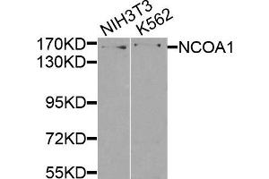 Western blot analysis of extracts of NIH3T3 and K562 cells, using NCOA1 antibody.