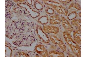 IHC image of ABIN7156340 diluted at 1:200 and staining in paraffin-embedded human kidney tissue performed on a Leica BondTM system. (INSRR anticorps  (AA 747-921))