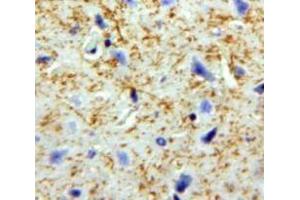 IHC-P analysis of Brain tissue, with DAB staining. (Pronociceptin (AA 20-176) anticorps)