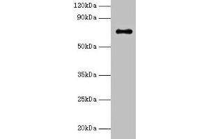 Western blot All lanes: Adck2 antibody at 2 μg/mL + K562 whole cell lysate Secondary Goat polyclonal to rabbit IgG at 1/15000 dilution Predicted band size: 69 kDa Observed band size: 69 kDa (ADCK2 anticorps  (AA 200-609))
