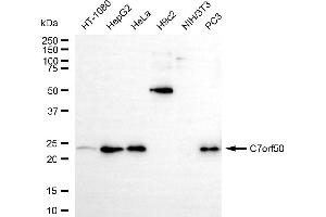 Western blotting analysis using c7orf50 antibody (ABIN7798083). (C7orf50 anticorps)