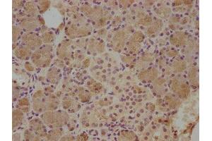 IHC image of ABIN7148999 diluted at 1:500 and staining in paraffin-embedded human salivary gland tissue performed on a Leica BondTM system. (CST5 anticorps  (AA 21-142))
