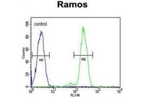 Flow cytometric analysis of Ramos cells using DCP1B Antibody (Center) Cat.