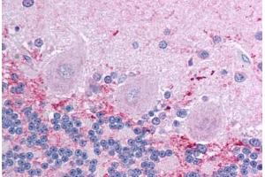 Human Brain, Cerebellum (formalin-fixed, paraffin-embedded) stained with KCNIP4 antibody ABIN214784 at 2.