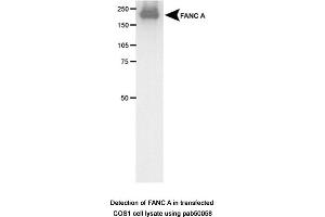 Image no. 1 for anti-Fanconi Anemia Group A Protein (FANCA) (AA 1200-1300) antibody (ABIN363367) (FANCA anticorps  (AA 1200-1300))