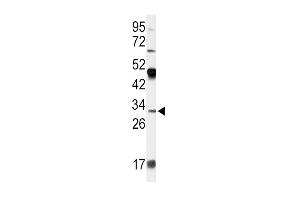 Western blot analysis of OD Antibody (N-term) 7423a in 293 cell line lysates (35 μg/lane).