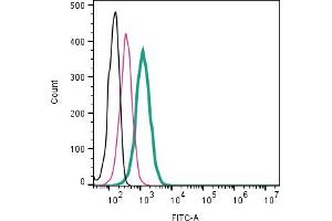 anti-Calcium Homeostasis Modulator 2 (CALHM2) (AA 133-146), (Extracellular) antibody (FITC)