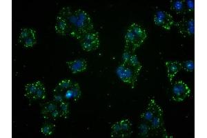Immunofluorescence staining of HepG2 cells with ABIN7127533 at 1:41, counter-stained with DAPI.