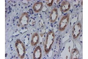 Immunohistochemistry (IHC) image for anti-Chromosome 21 Open Reading Frame 56 (C21orf56) antibody (ABIN1497041) (C21ORF56 anticorps)