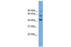 WB Suggested Anti-Txlng Antibody Titration:  0. (Taxilin gamma (TXLNG) (N-Term) anticorps)