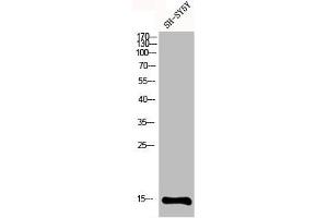 Western Blot analysis of SH-SY5Y cells using MRP-S12 Polyclonal Antibody