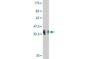 Western Blot detection against Immunogen (38.