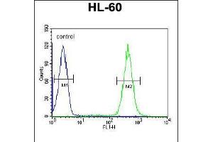 Flow cytometric analysis of HL-60 cells (right histogram) compared to a negative control cell (left histogram). (APOBEC2 anticorps  (N-Term))