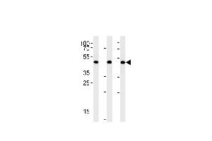BAT1 Antibody (C-term) (ABIN1881102 and ABIN2842459) western blot analysis in A431,Hela,Jurkat cell line lysates (35 μg/lane). (BAT1 anticorps  (C-Term))