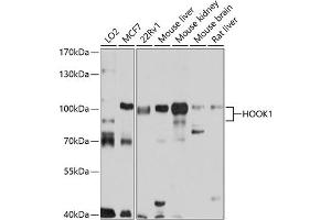 Western blot analysis of extracts of various cell lines, using HOOK1 antibody (ABIN6131765, ABIN6141925, ABIN6141926 and ABIN6220745) at 1:1000 dilution. (HOOK1 anticorps  (AA 489-728))