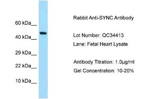 Host: Rabbit Target Name: SYNC Sample Type: Fetal Heart Antibody Dilution: 1.