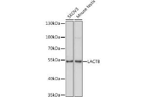 Western blot analysis of extracts of various cell lines, using LACTB Rabbit pAb (ABIN7268164) at 1:1000 dilution. (LACTB anticorps  (AA 298-547))