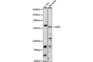 Western blot analysis of extracts of various cell lines, using CIITA antibody (ABIN7266403) at 1:1000 dilution. (CIITA anticorps  (AA 650-750))