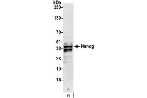 Western Blotting (WB) image for anti-Nanog Homeobox (NANOG) (C-Term) antibody (ABIN7449237)
