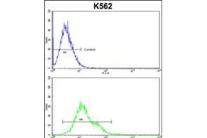 Flow cytometric analysis of k562 cells (bottom histogram) compared to a negative control cell (top histogram). (Phospholipase C beta 2 anticorps  (N-Term))