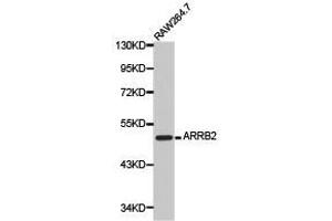 Western Blotting (WB) image for anti-Arrestin, beta 2 (ARRB2) antibody (ABIN1871114)