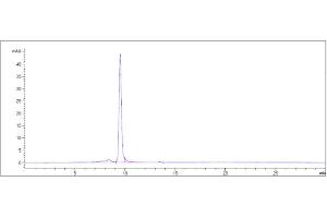 The purity of Anti-IL-18 Reference Antibody (GSK 1070806) is more than 95 % , determined by SEC-HPLC. (Recombinant IL-18 anticorps)