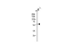 Western blot analysis of lysate from THP-1 cell line,using Collagen XXIII α1 Antibody (ABIN6241510). (COL23A1 anticorps)